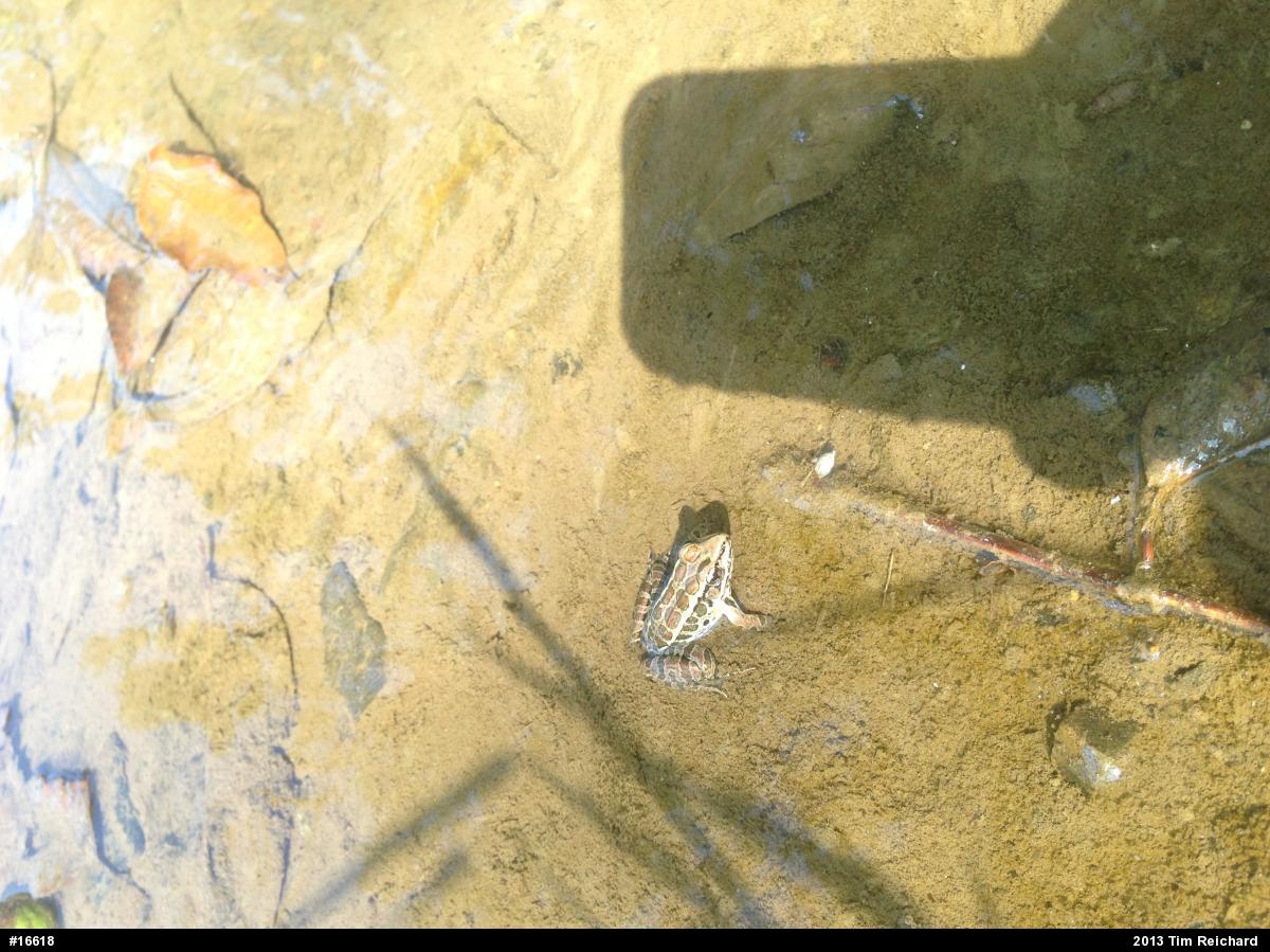 Pickerel Frog