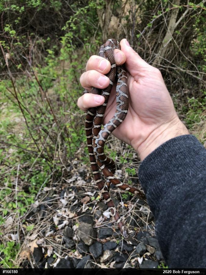 Eastern Milksnake