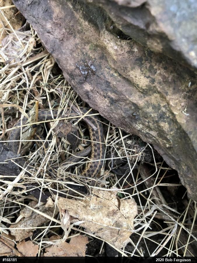 Eastern Gartersnake