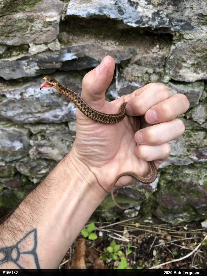 Eastern Gartersnake