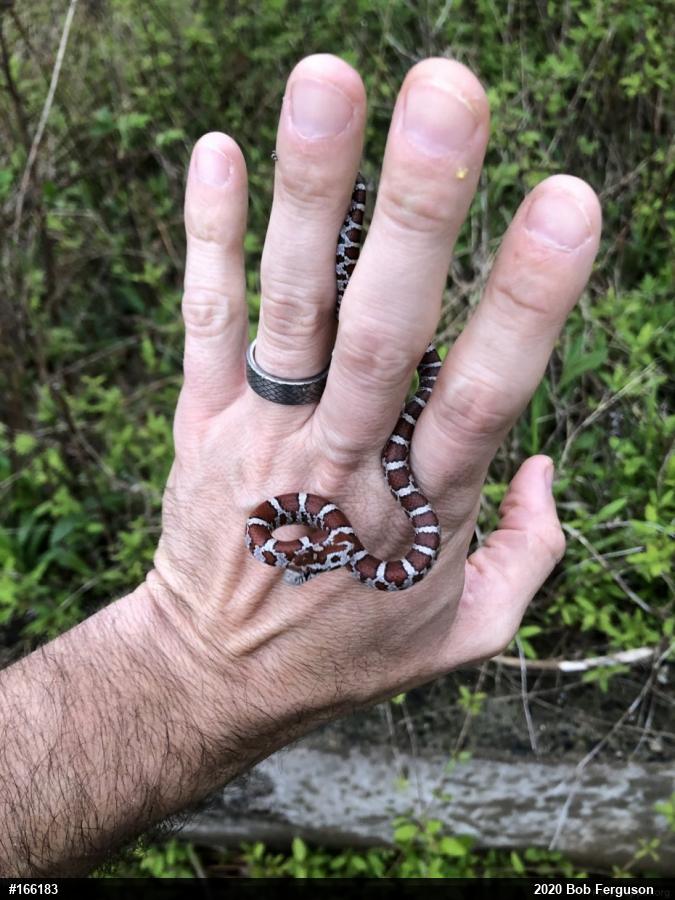 Eastern Milksnake