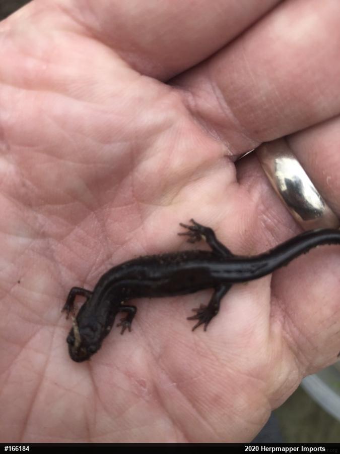 Northern Dusky Salamander