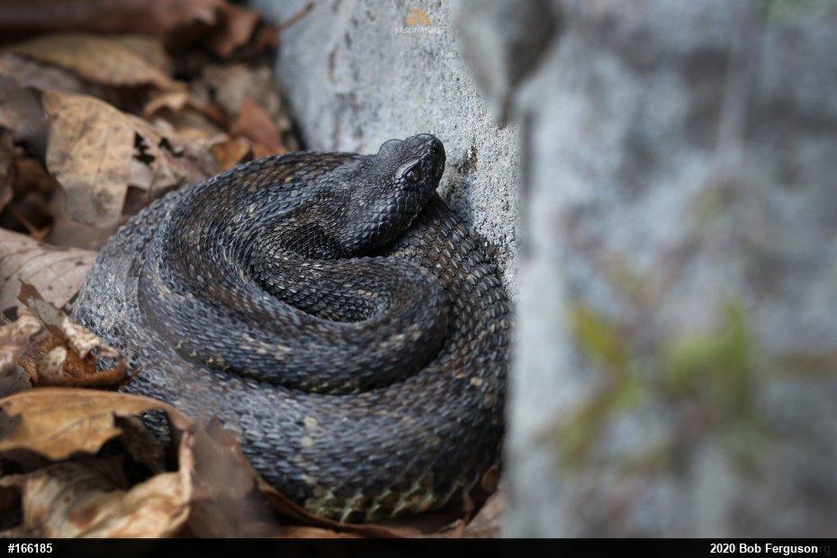 Timber Rattlesnake