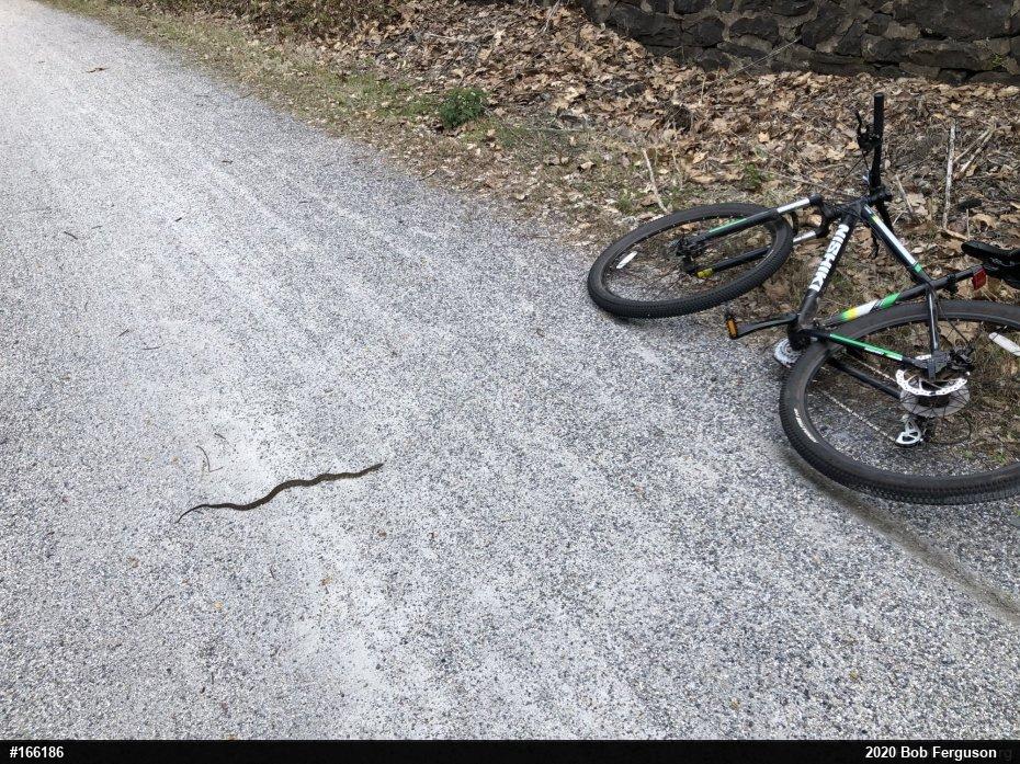 Northern Watersnake