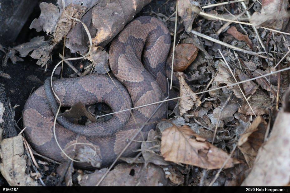 Northern Copperhead
