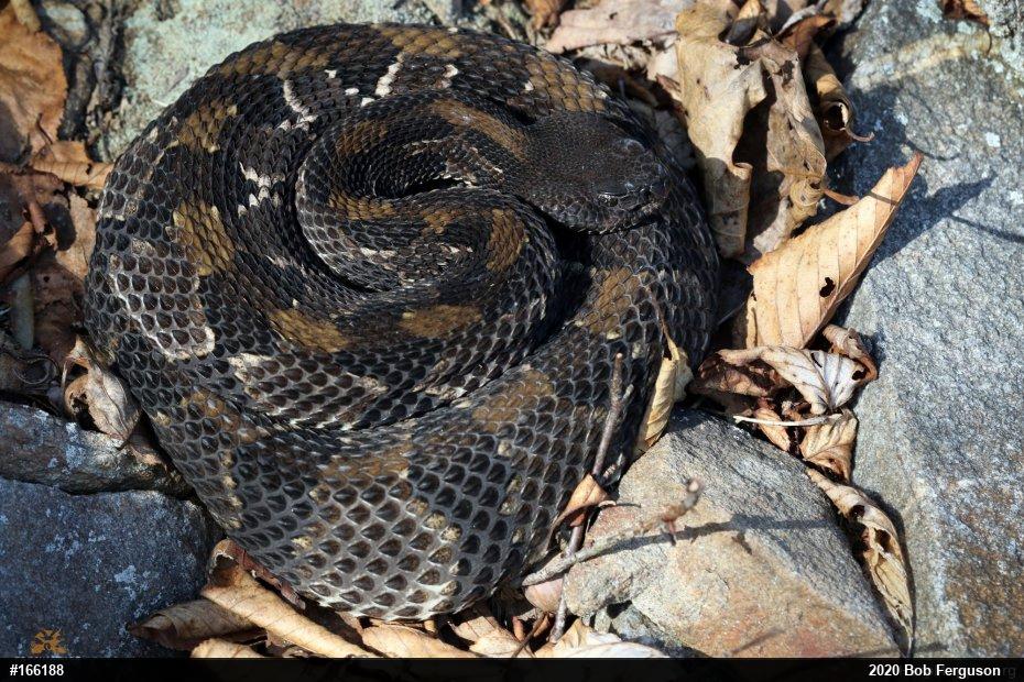 Timber Rattlesnake