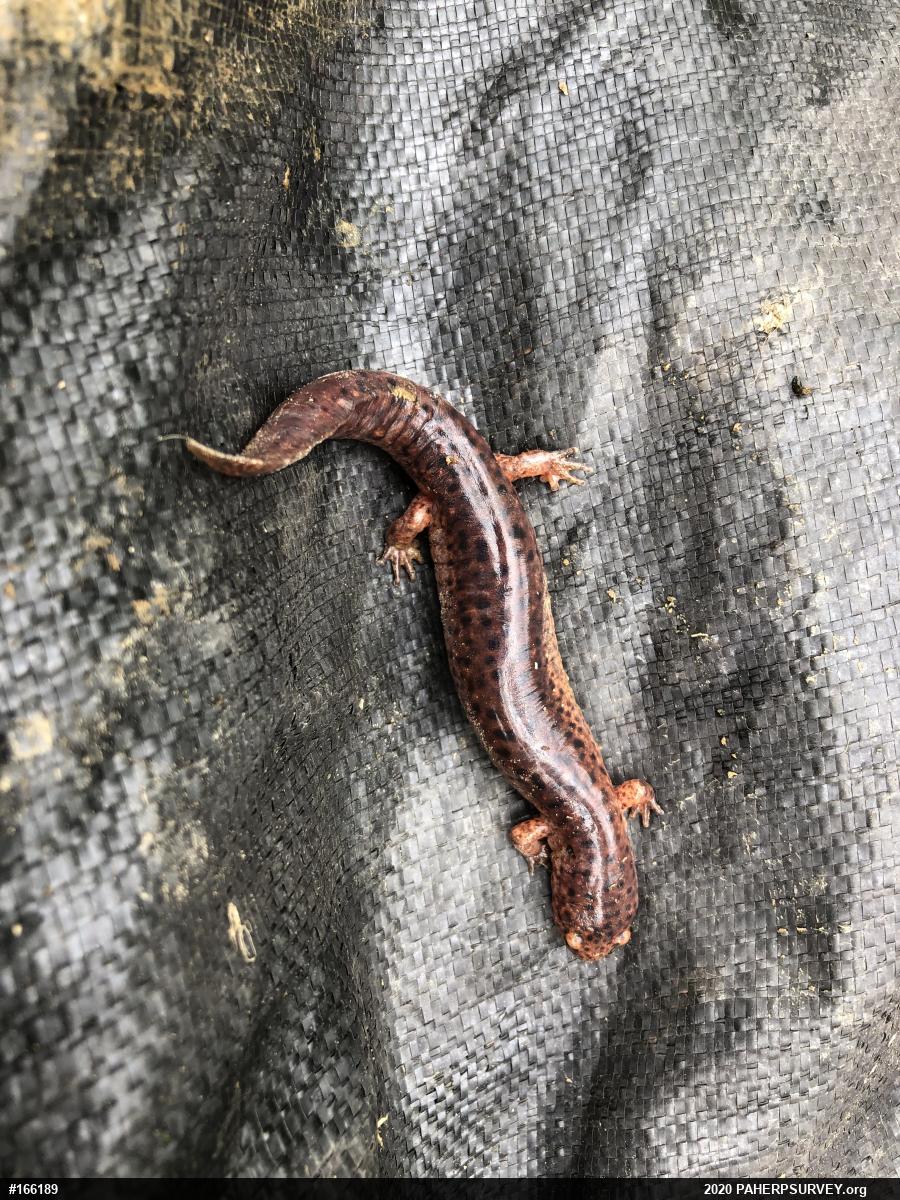 Northern Red Salamander