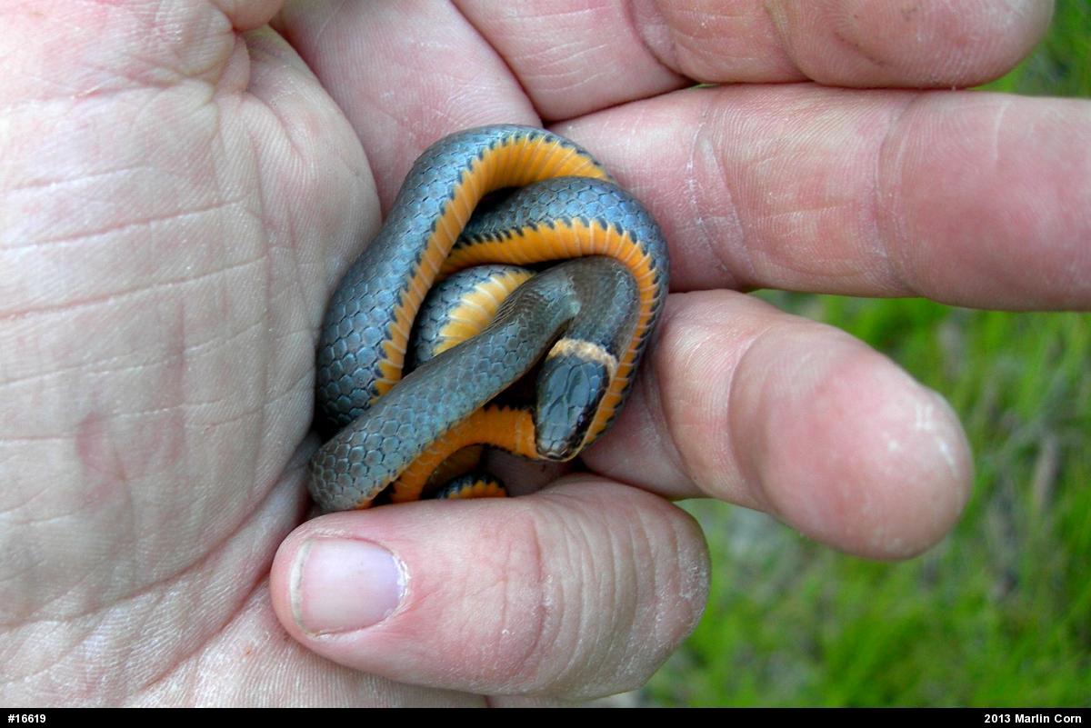Northern Ring-necked Snake