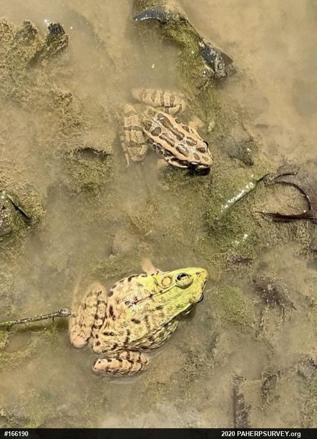 Pickerel Frog
