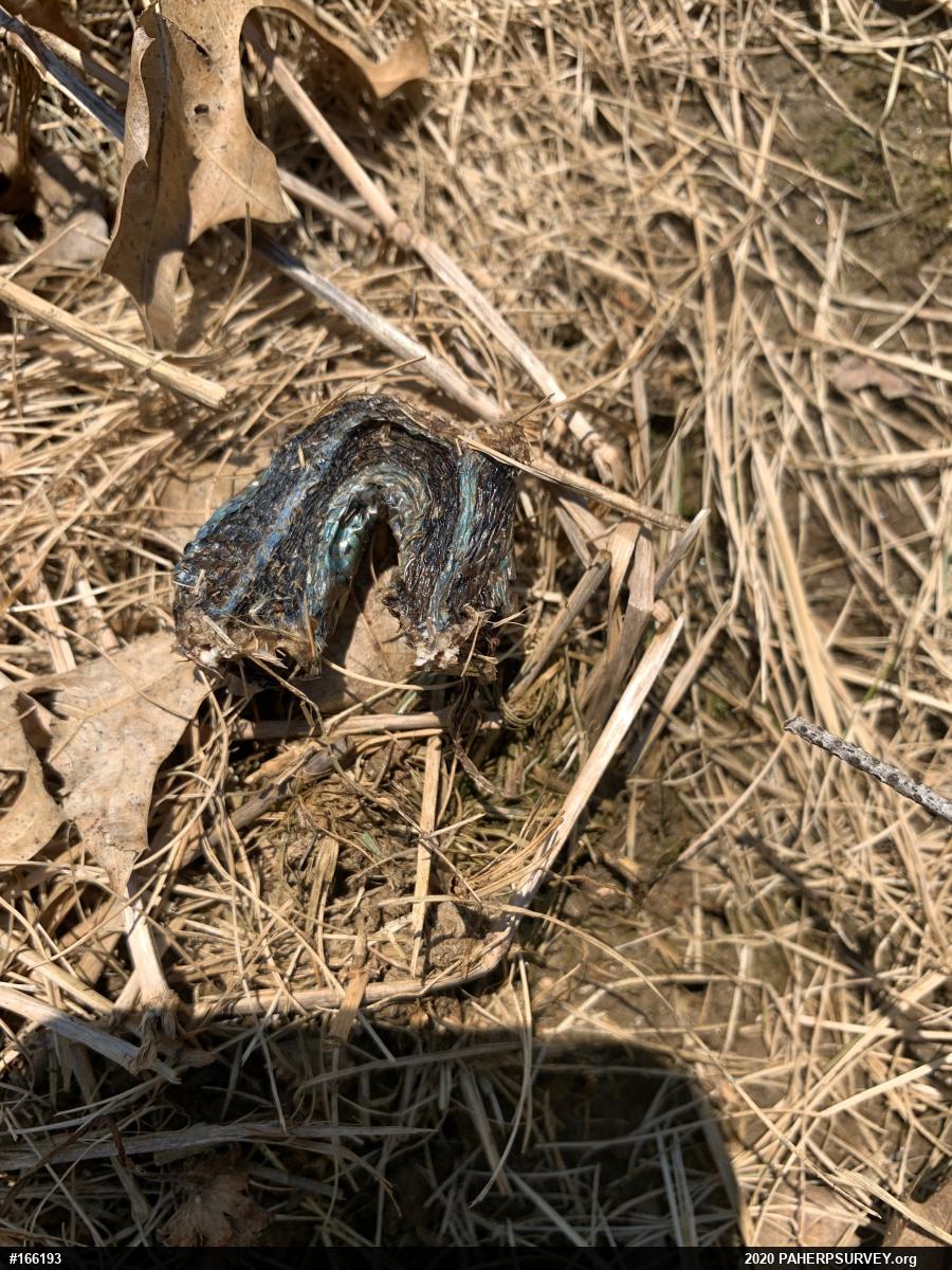 Eastern Gartersnake