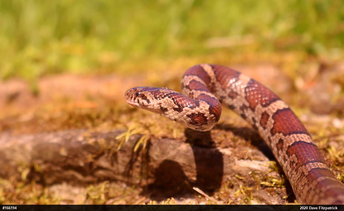 Eastern Milksnake