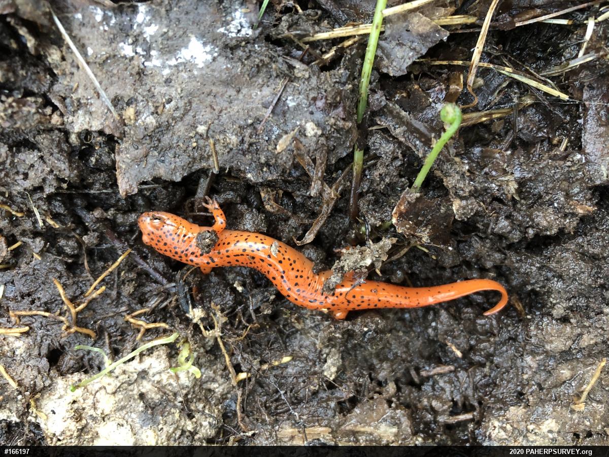 Northern Red Salamander