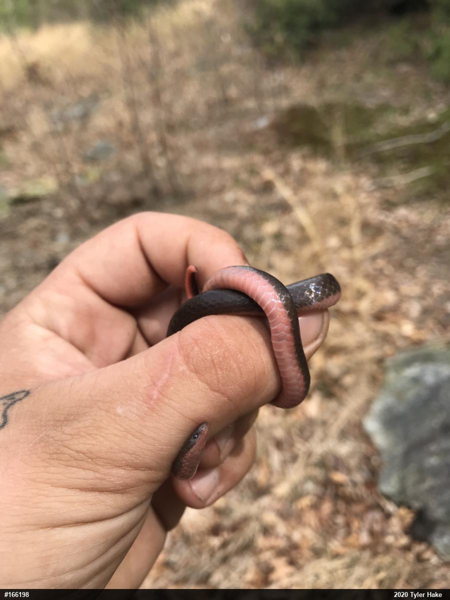 Eastern Wormsnake