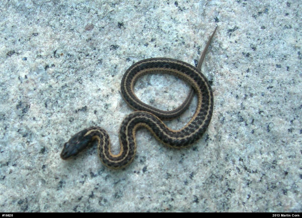 Eastern Gartersnake