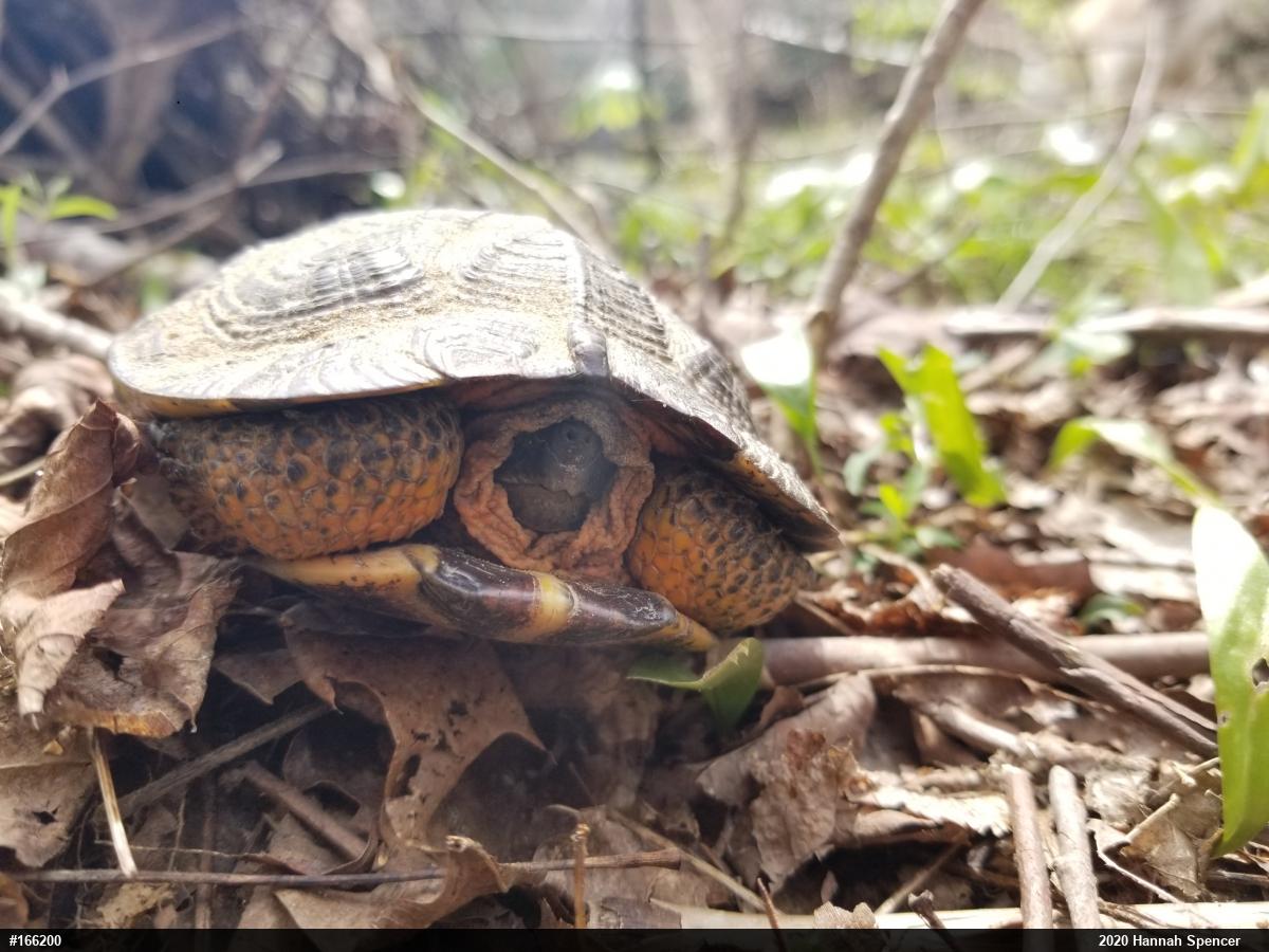 Wood Turtle