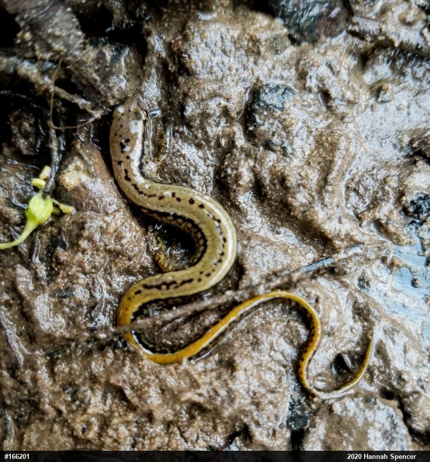 Northern Two-lined Salamander