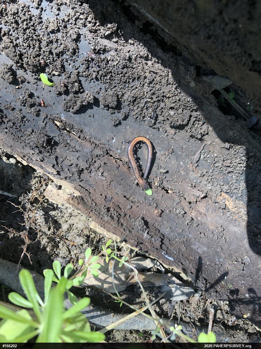 Eastern Red-backed  Salamander