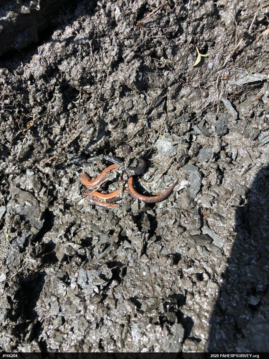 Eastern Red-backed  Salamander