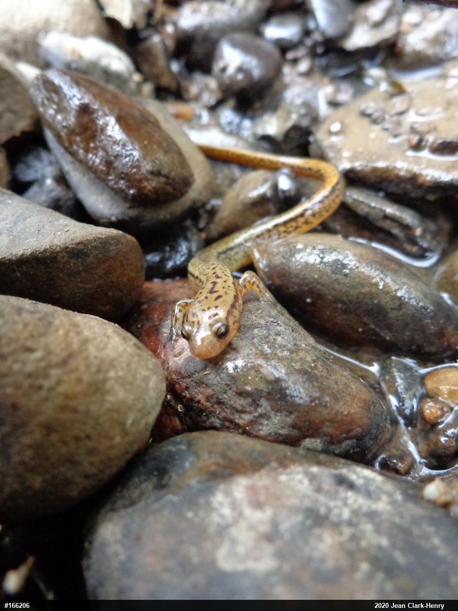 Northern Two-lined Salamander
