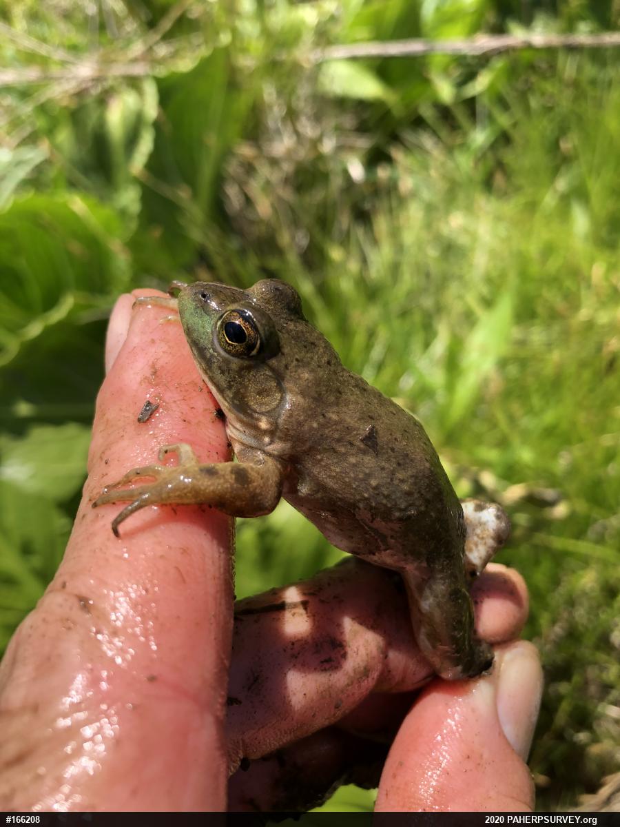 Green Frog