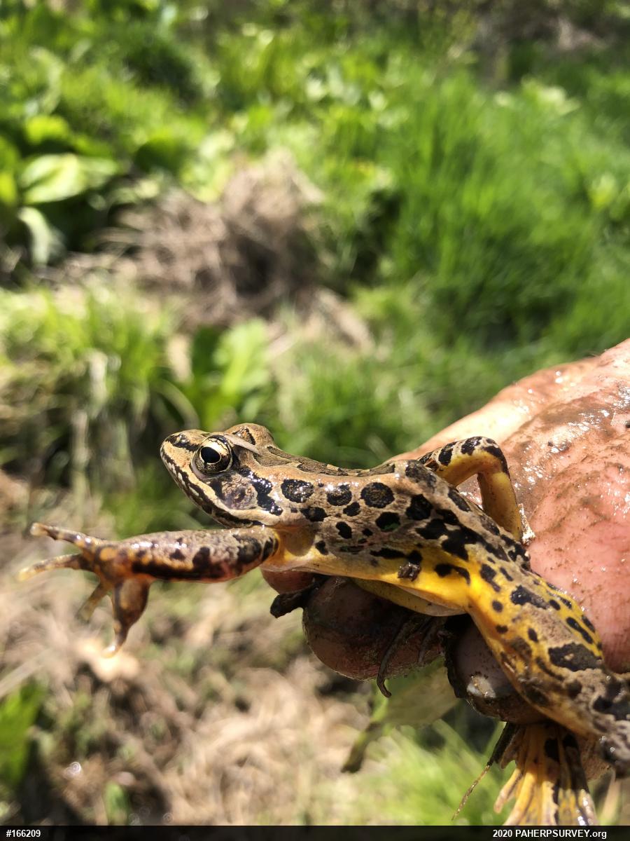 Pickerel Frog