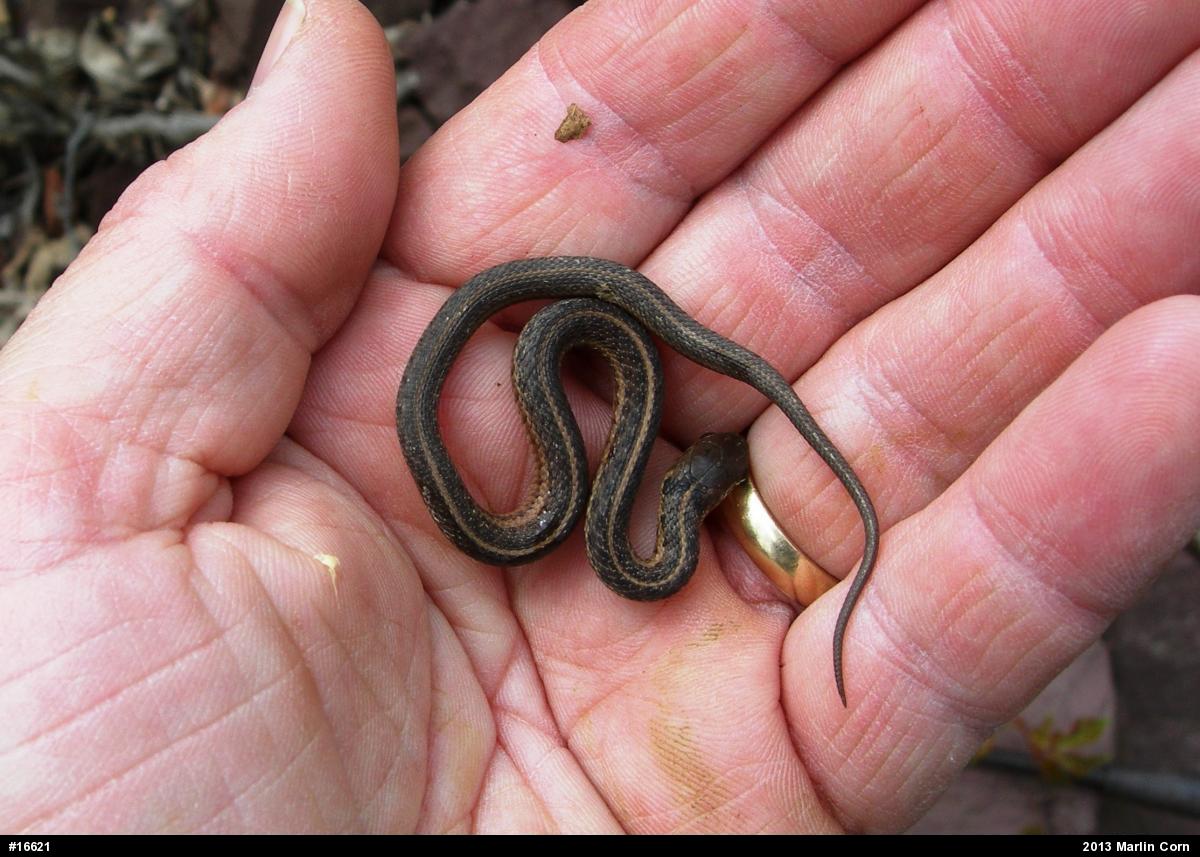Eastern Gartersnake