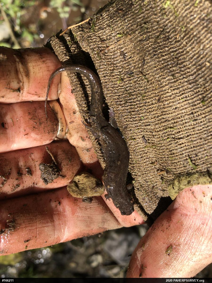 Northern Dusky Salamander