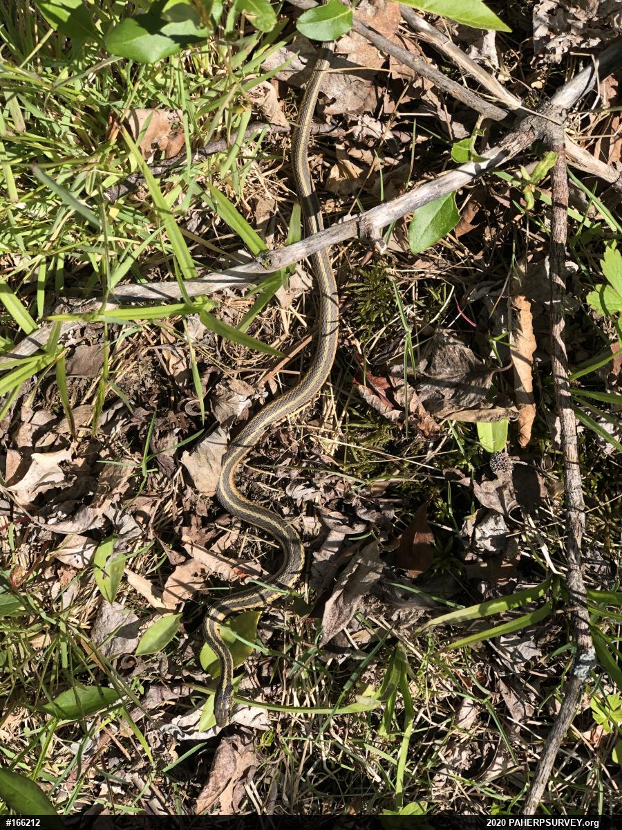 Eastern Gartersnake