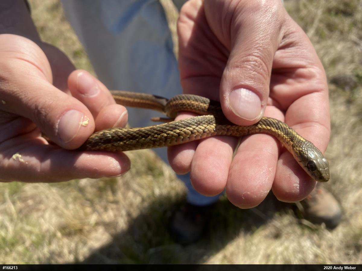 Eastern Gartersnake