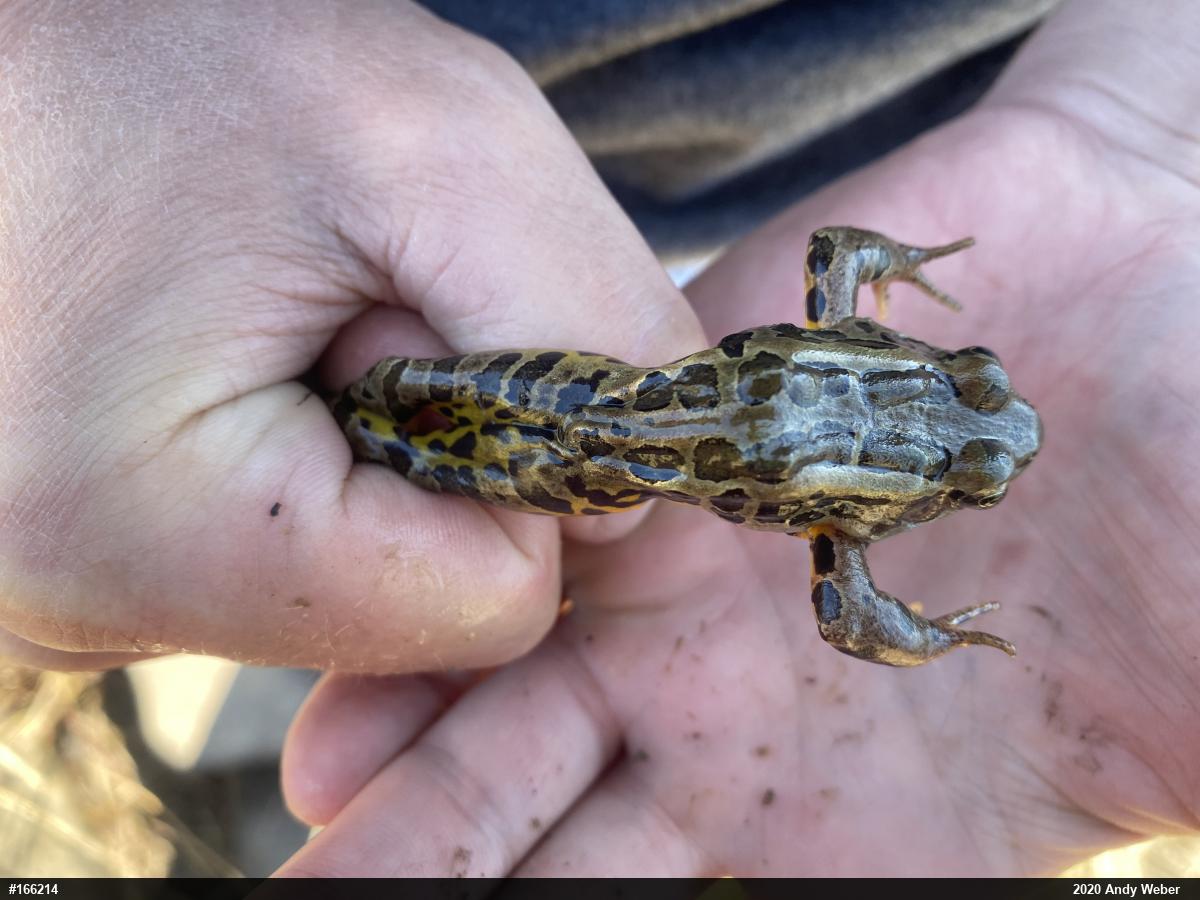 Pickerel Frog