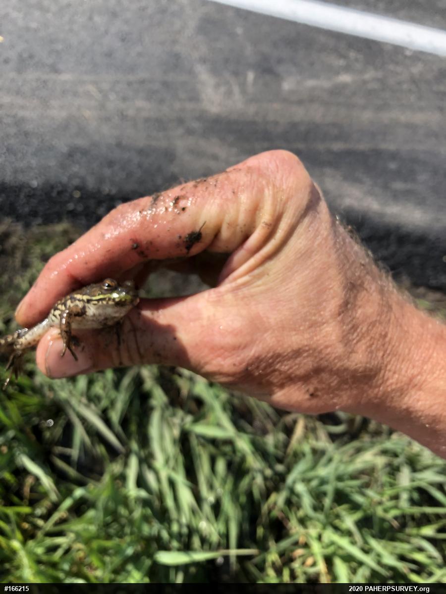 Green Frog