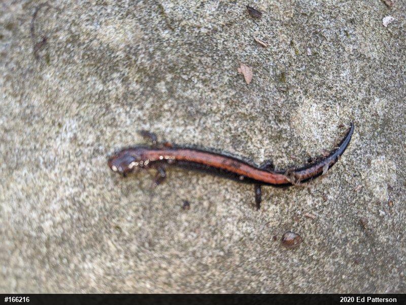 Eastern Red-backed  Salamander