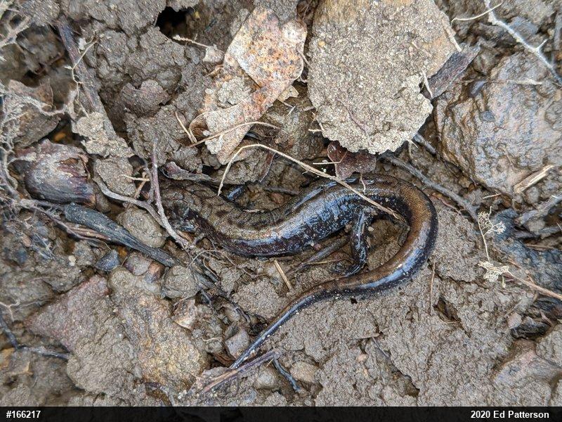 Allegheny Mountain Dusky Salamander