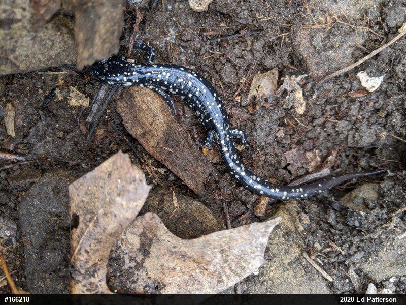 Northern Slimy Salamander
