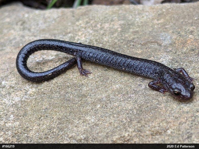 Valley And Ridge Salamander