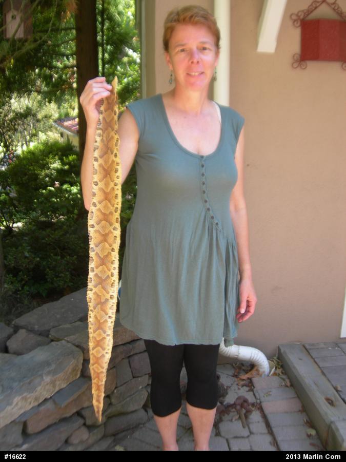 Northern Copperhead