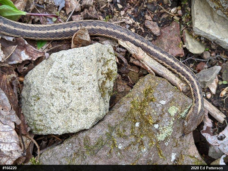 Eastern Gartersnake