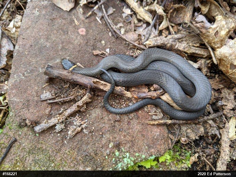 Northern Ring-necked Snake