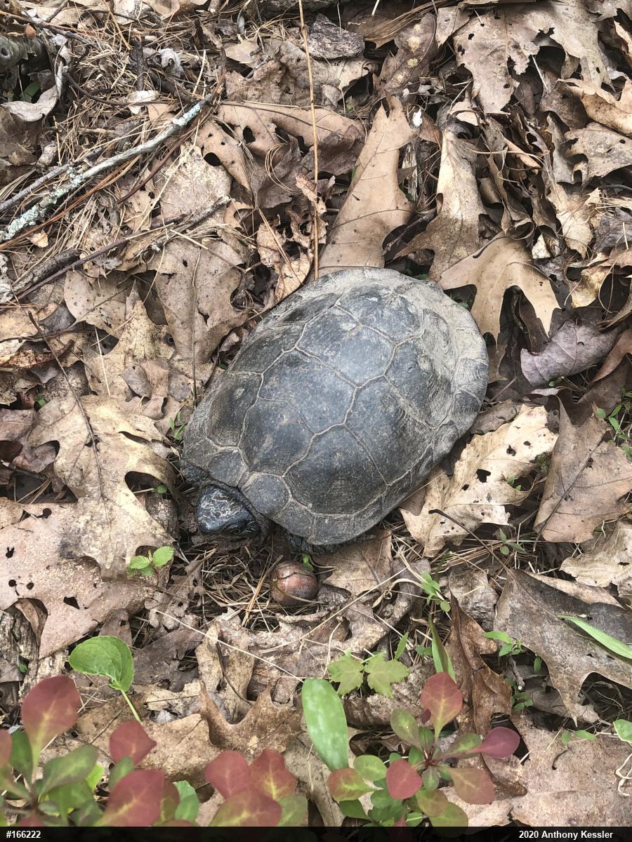 Wood Turtle