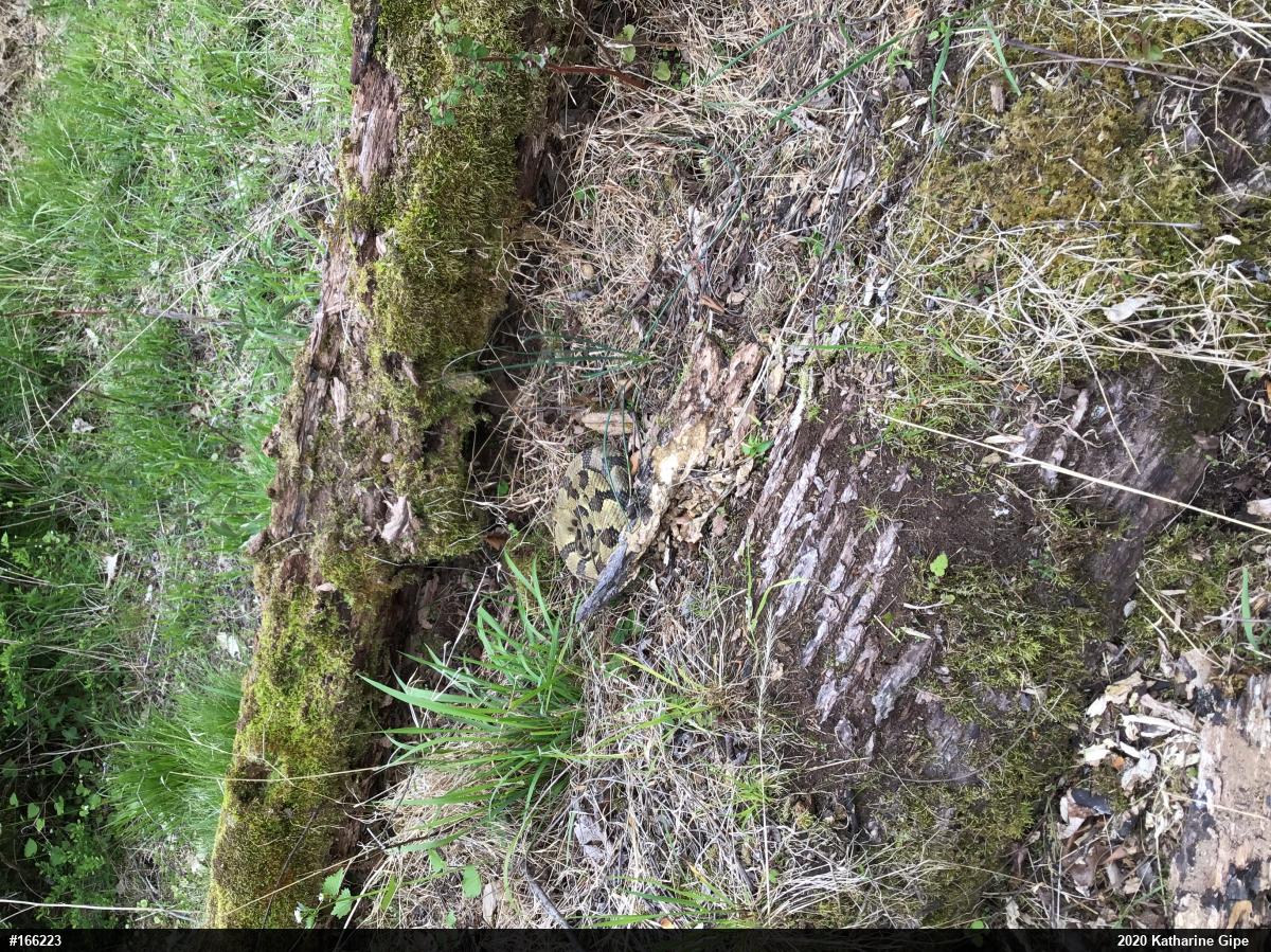 Timber Rattlesnake
