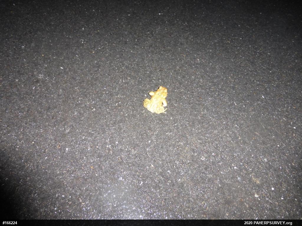 Eastern American Toad