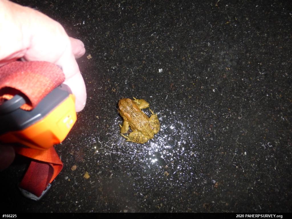 Eastern American Toad