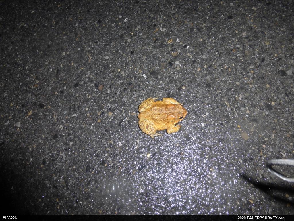Eastern American Toad