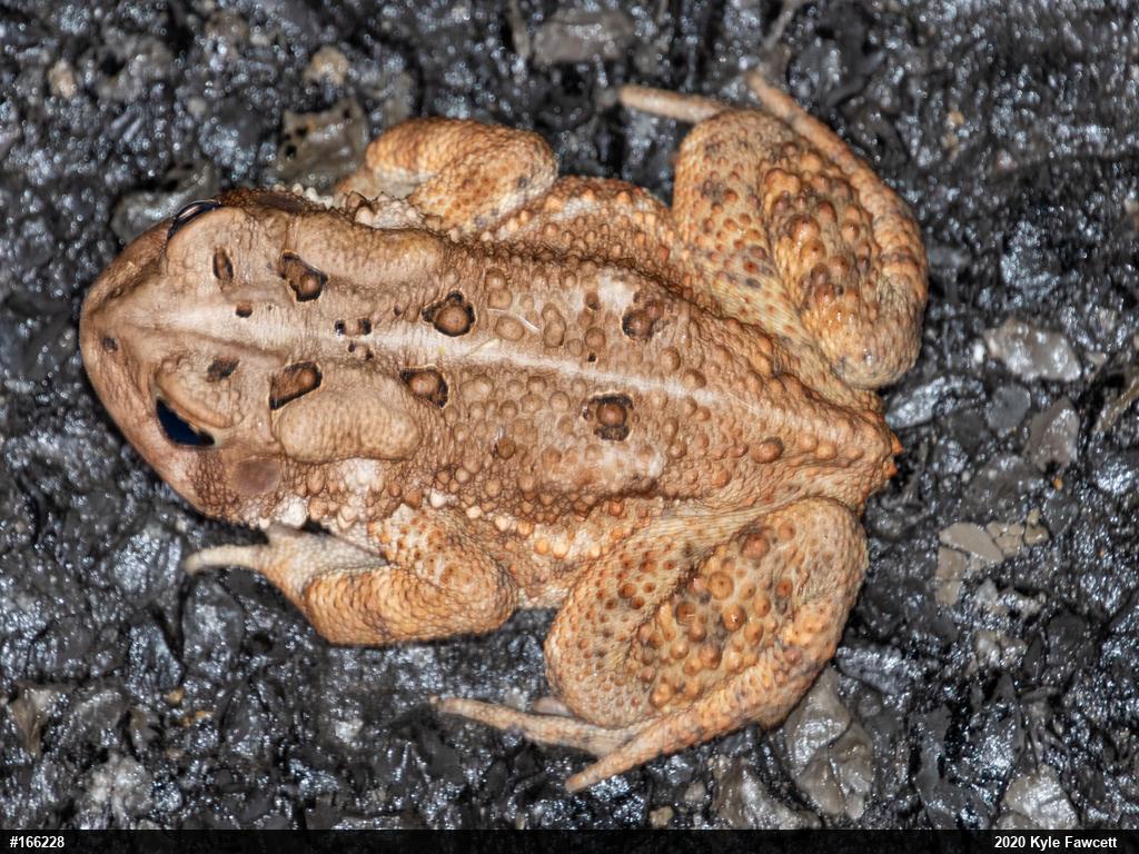Eastern American Toad