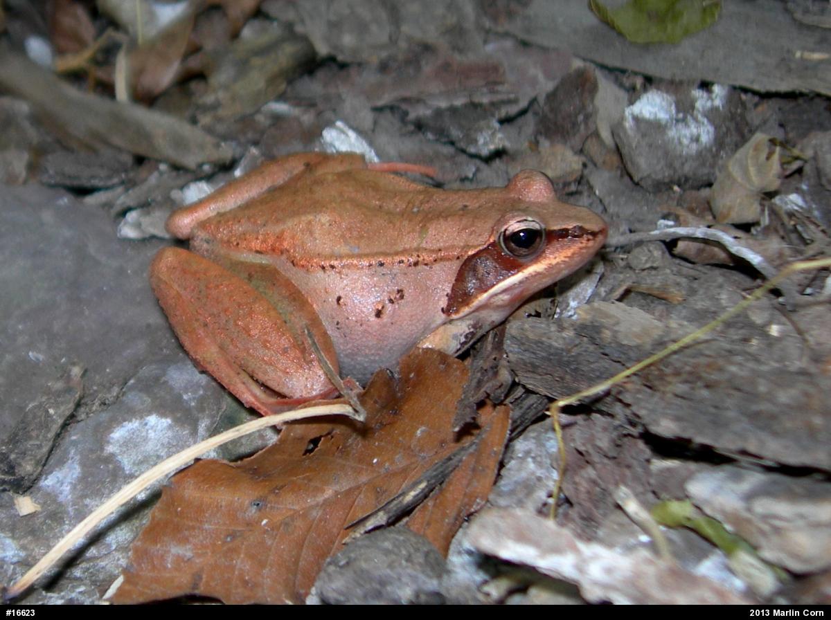 Wood Frog