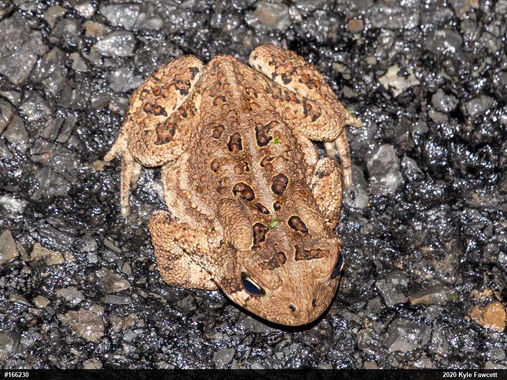 Eastern American Toad