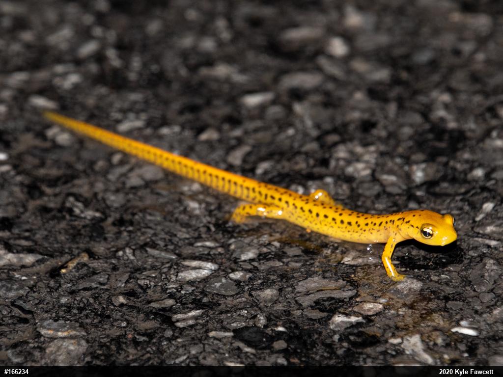 Eastern Long-tailed Salamander