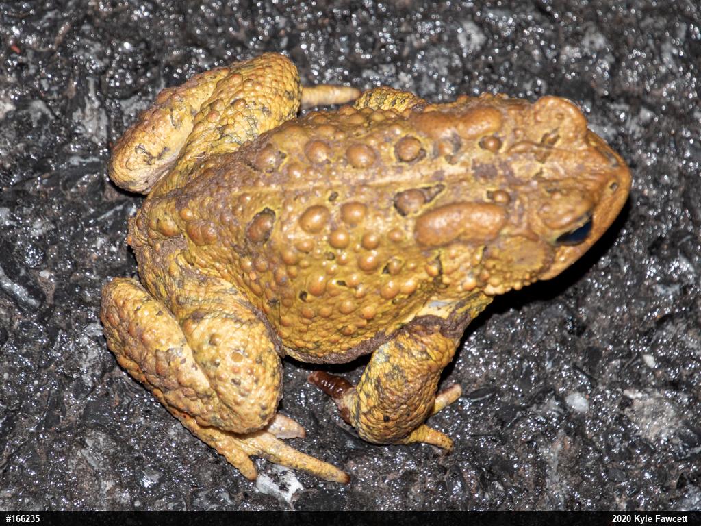Eastern American Toad