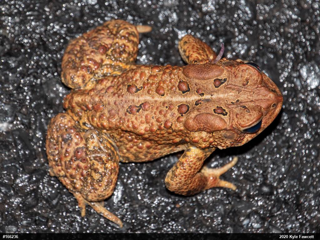 Eastern American Toad