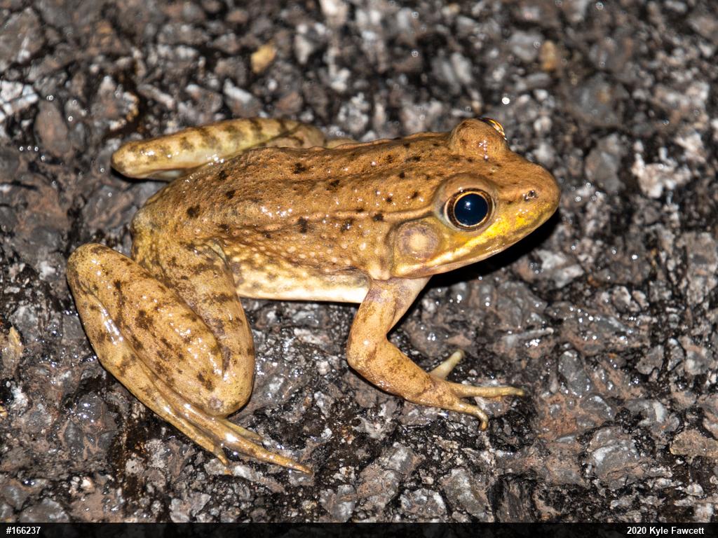 Green Frog